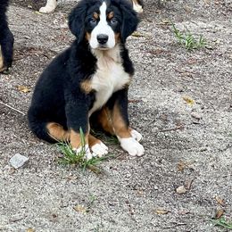 AKC Orange collar - Black rust and white female Bernese Mountain Dog puppy in Comer, Georgia from Water Oak Farm