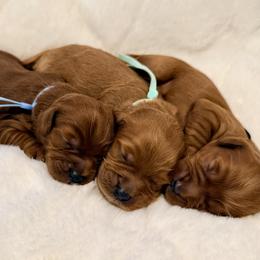 Boy 4 - Apricot male Goldendoodle puppy in Conway, South Carolina from Cotton Country Doodles