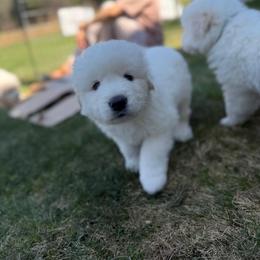 Girl 3 - female Maremma Sheepdog puppy in Cochecton, New York from Wildsong Farm