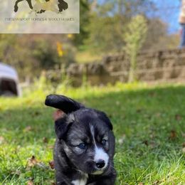 Siberian Husky Puppies from Wyant Farms