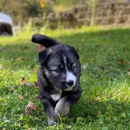 Siberian Husky Puppies from Wyant Farms