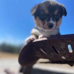 Pembroke Welsh Corgi Puppies from Top-Notch Paws