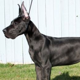 French Bulldogs and Great Danes from Treasure Wylie