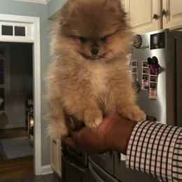 Daisy - Brindle female Pomeranian puppy in Randleman, North Carolina from Luxurious Poms