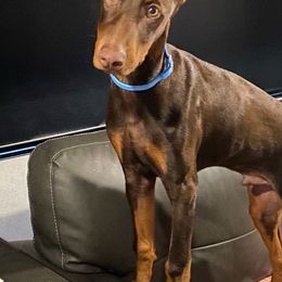 Doberman Pinschers from Odremans Dobermans