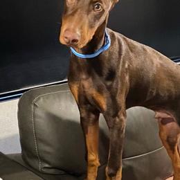 Doberman Pinschers from Odremans Dobermans