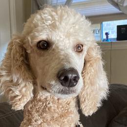 Bridget  - Poodle