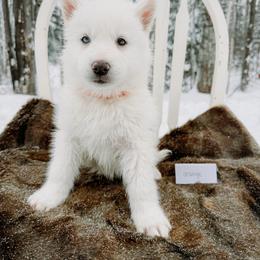 Orange collar - White male Siberian Husky puppy in Solon Springs, Wisconsin from Snowfall Siberians