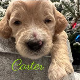 Boy 2 - Cream Goldendoodle puppy in Eastvale, California from Patriot Family Paws