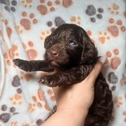 Kiara - Yellow Band Girl - Brown female Poodle puppy in Plainfield, New Jersey from Caris Paws Poodles and Labradoodles