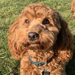 Okalani - Australian Labradoodle