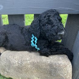 Pepper (turquoise boy) - Black male Poodle puppy in Gainesville, Georgia from Rose’s Goldendoodles & Standard Poodles