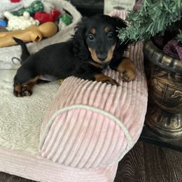 Dachshund and French Bulldog Puppies from Jessica's French Bulldogs and Dachshunds