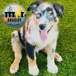SofaKing - Blue merle male Australian Shepherd puppy in Tucson, Arizona from TTTNT Aussies