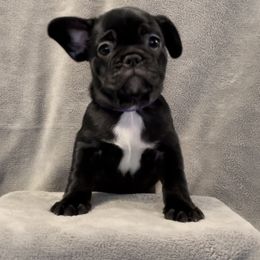 Girl 1 - French Bulldog puppy in Florida from Peaceful Prayers French Bulldogs