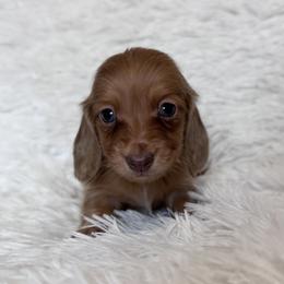 Stitch - Red male Dachshund puppy in Dothan, Alabama from Little House Pups