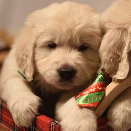 Golden Retrievers from Montrose Goldens