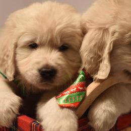 Golden Retrievers from Montrose Goldens