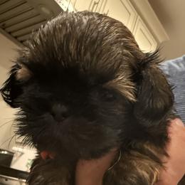 Lenox of the Empress - Chocolate male Shih Tzu puppy in Ellicott City, Maryland from Dr. Dmitriy Kurenbin PURE SHIH TZU Puppies