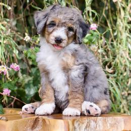 Glacier - Phantom male Bernedoodle puppy in Queen Creek, Arizona from Dulcito Doodles