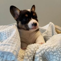 Pembroke Welsh Corgi Puppies from Patrick's Pembroke Welsh Corgis