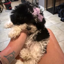 Happy - Parti female Yorkipoo puppy in Independence, Kentucky from 4paws4ever by Design