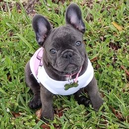 French Bulldog Puppies from Lyrics French Bullies LLC
