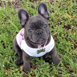 French Bulldog Puppies from Lyrics French Bullies LLC