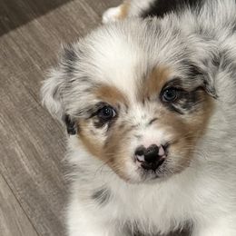 Smalls - Blue merle Australian Shepherd puppy in Fayetteville, Arkansas from Lightning Round Aussies