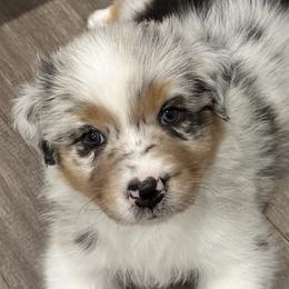 Smalls - Blue merle Australian Shepherd puppy in Fayetteville, Arkansas from Lightning Round Aussies