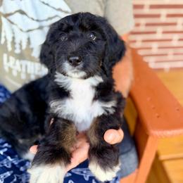 Glory - Tri-color female Bernedoodle puppy in Ferguson, North Carolina from Elevated Standards NC