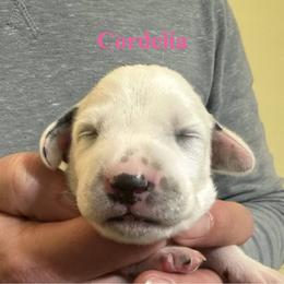 Cordelia - White and black female Dalmatian puppy in New Jersey from Prestige Dalmatians