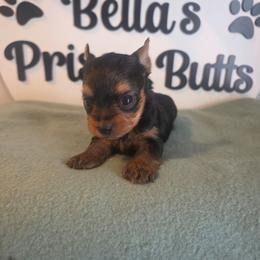 Gabby - Black and tan female Yorkshire Terrier puppy in Clermont, Florida from Bella's Prissy Butts