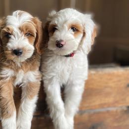 Goldendoodle Puppies from The Doodle Spot