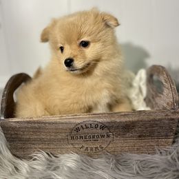 Pomeranian, Pomsky, and Toy Australian Shepherd Puppies from Blessed Little Paws