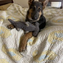 German Shepherd All Grown Up from Angel Oak German Shepherds