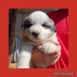 Red collar - White and badger male Great Pyrenees puppy in Mikado, Michigan from Brittain Family Farm
