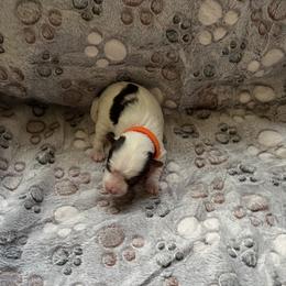 Biewer Terrier Puppies from Moonshadow Biewer Terriers