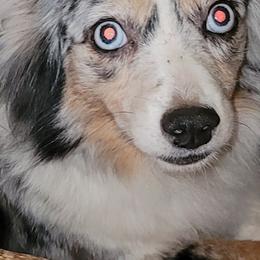 Toy Australian Shepherds from Casual Country Aussies