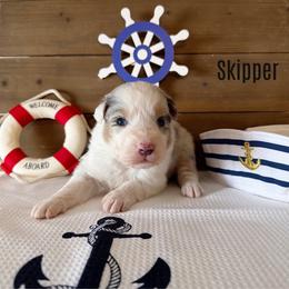 Skipper - Blue merle male Australian Shepherd puppy in Kearney, Nebraska from Helix Aussies