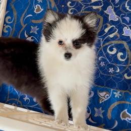 Gemma - Black and white female Pomsky puppy in Long Grove, Illinois from Windy City Pomsky