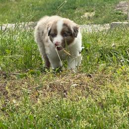 Red Merle 1 Alexander Reserved - Red merle male Australian Shepherd puppy in Rolla, Missouri from Lazy J Aussies