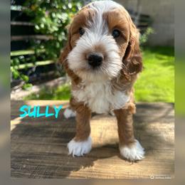 Sully - Red  male Goldendoodle puppy in Glendale, Arizona from Follow Your Bliss Doodles