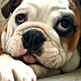 Bulldogs and French Bulldogs from Monica's Pups
