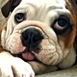 Bulldogs and French Bulldogs from Monica's Pups