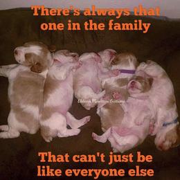 Brittany Puppies from Tommie Dahl