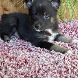 Pomsky Puppies from Ritzy Puppies
