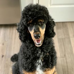 Kaiser - Poodle