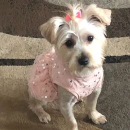 Yorkipoos and Yorkshire Terriers from Furry Friends