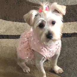 Yorkipoos and Yorkshire Terriers from Furry Friends